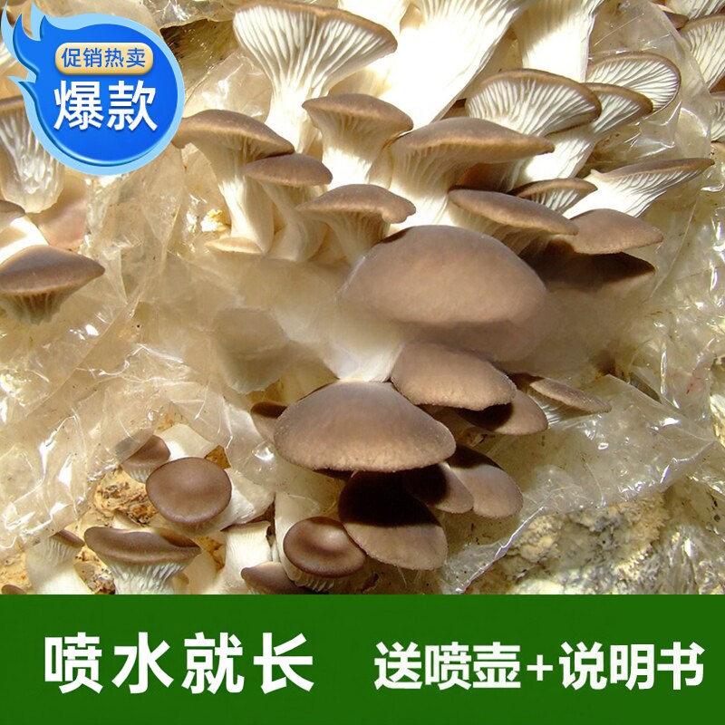 家养浅灰色其他菌棒蘑菇种子菌种食用菌秀珍菇限定爆款促销热卖