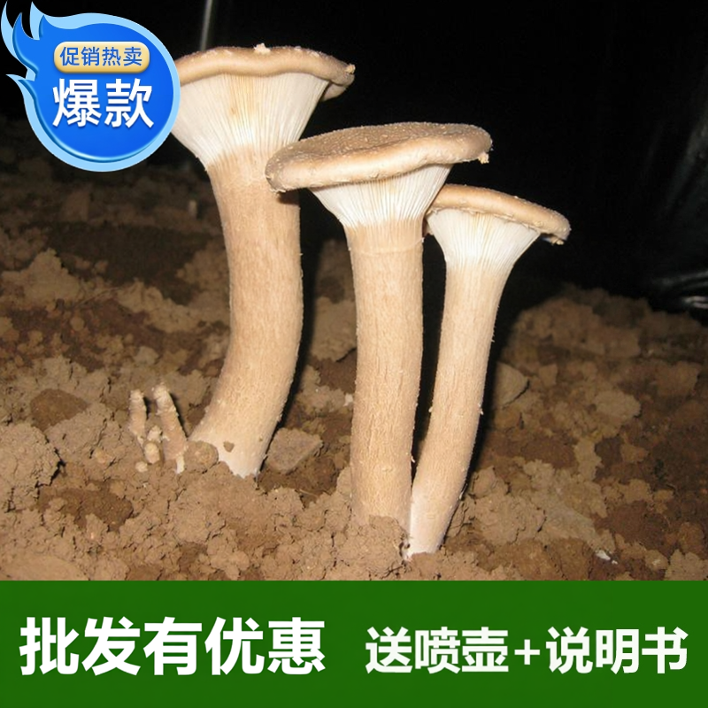福建古田家庭室外猪肚菇菌包种食用菌生产种栽培种家用蘑菇种植包