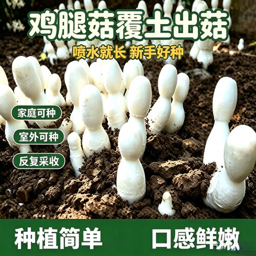 家种新款鸡腿菇菌种率农产品30元