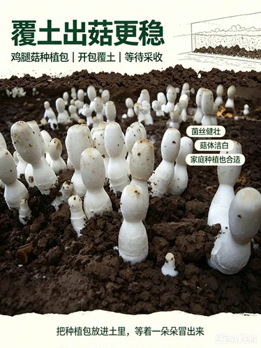 家种新款鸡腿菇菌种率农产品30元