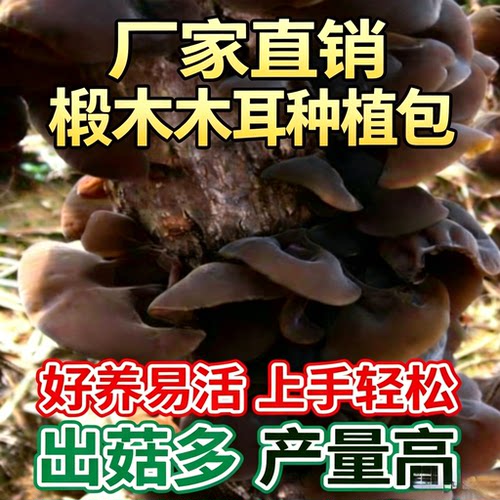 蘑菇新款大中小号高出率毛木耳包