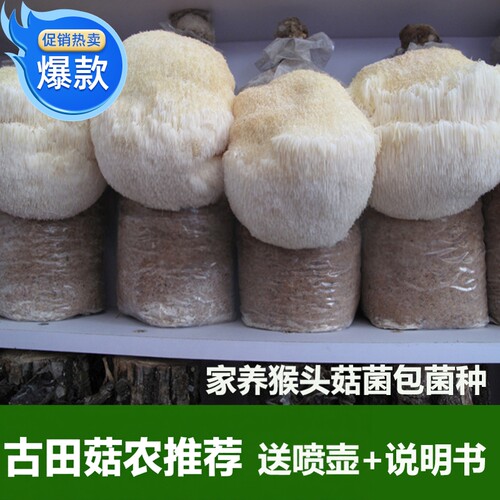 新款食用猴头菇高出小号菌种