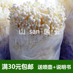 新款蘑菇种植包食用菌种金针菇棒家庭养蘑菇种阳台种植包邮