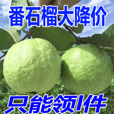 广西白心番石榴脆甜芭乐低糖分孕妇当季水果新鲜现摘包邮