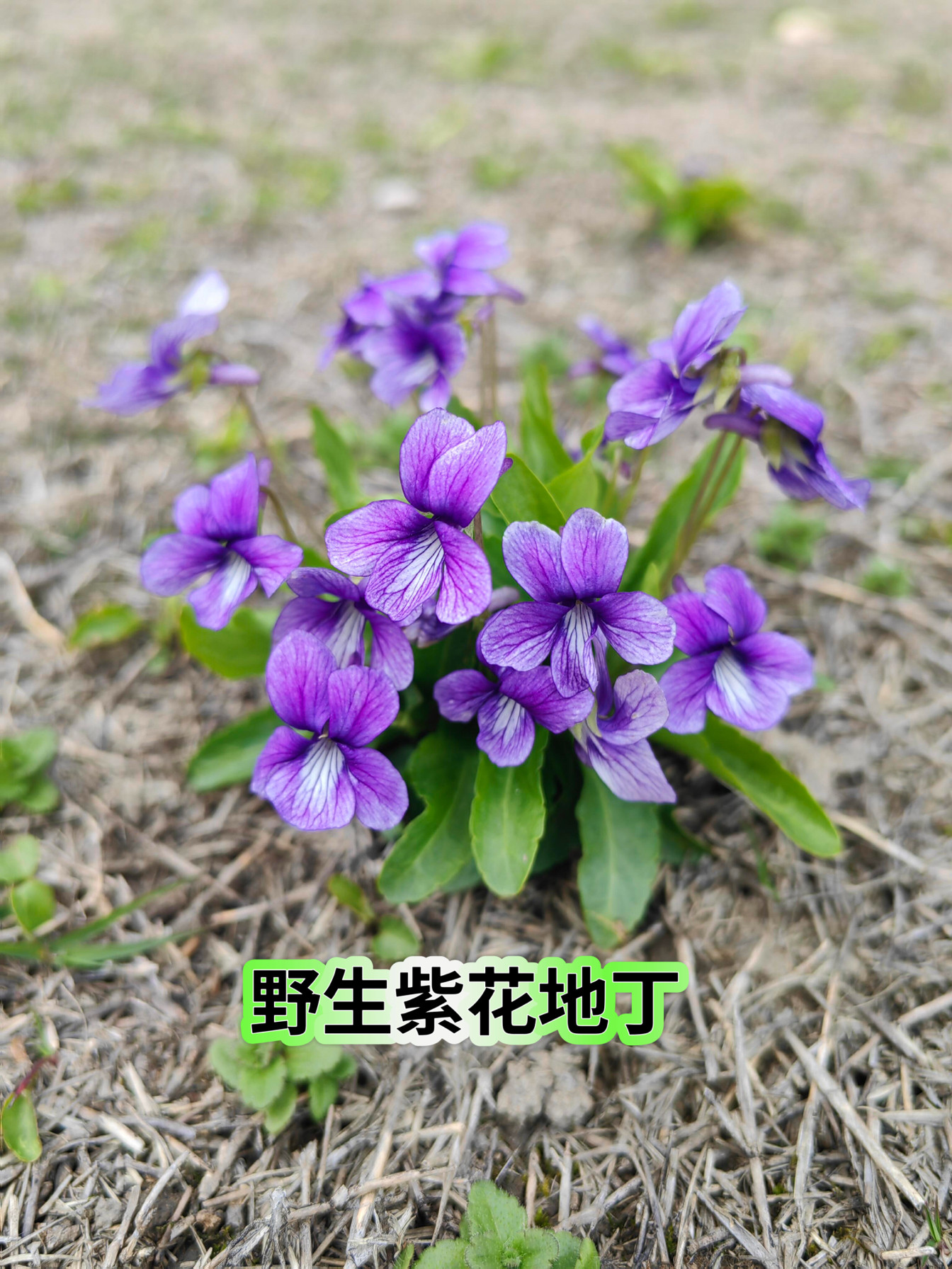 紫花地丁苗耐寒盆栽花草正宗野紫花地丁苗野堇菜地丁草辽堇草现挖