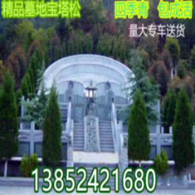 松树苗 墓地宝塔松 四季青柏树