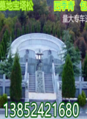 松树苗 墓地宝塔松 四季青柏树苗 蜀桧雪松洒金柏圆柏龙柏 塔柏树