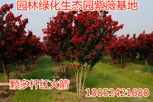四季庭院绿植 丛生多杆紫薇树苗又名百日红 进口红火箭 花期超长