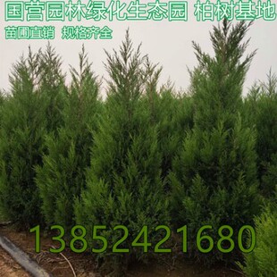 柏树树苗 塔柏 扁柏松柏侧柏树苗圆柏松树宝塔松龙柏刺苗绿化
