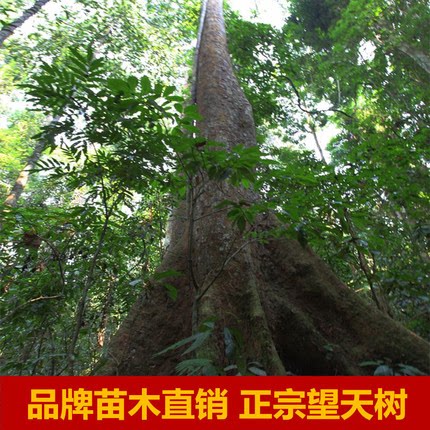 风景绿化树望天树速生树苗