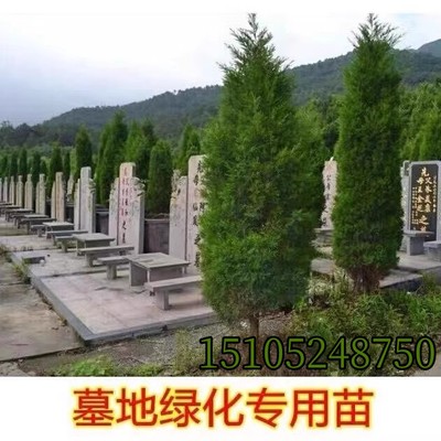 松树苗 墓地宝塔松 四季青柏树苗 蜀桧雪松洒金柏圆柏龙柏 塔柏树