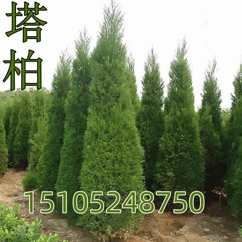 柏树苗 塔柏 扁柏侧柏龙柏 圆柏宝塔松 蜀桧 耐寒松柏树苗四季青