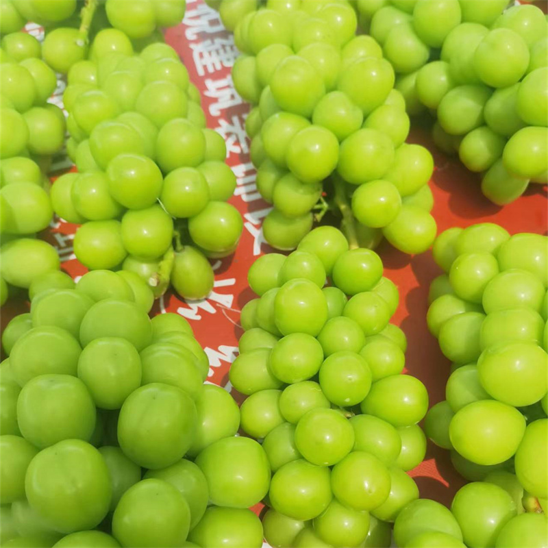 阳光玫瑰葡萄脆甜价格实惠