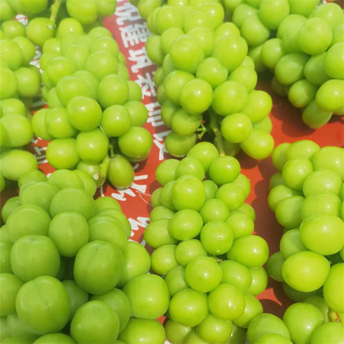 阳光玫瑰葡萄脆甜价格实惠