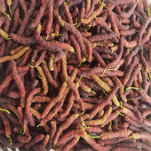 四川凉山现摘新鲜长条桑葚鲜果牛奶桑椹花香桑葚当季 即食泡酒酵素