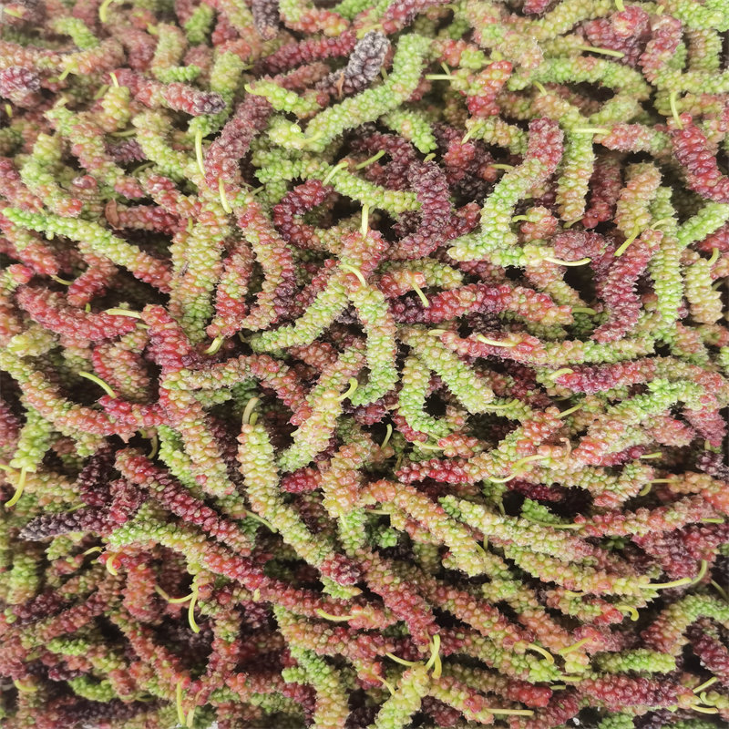 牛奶长条桑葚鲜果四川凉山现摘长条桑椹长果桑葚长粒桑葚顺丰包邮