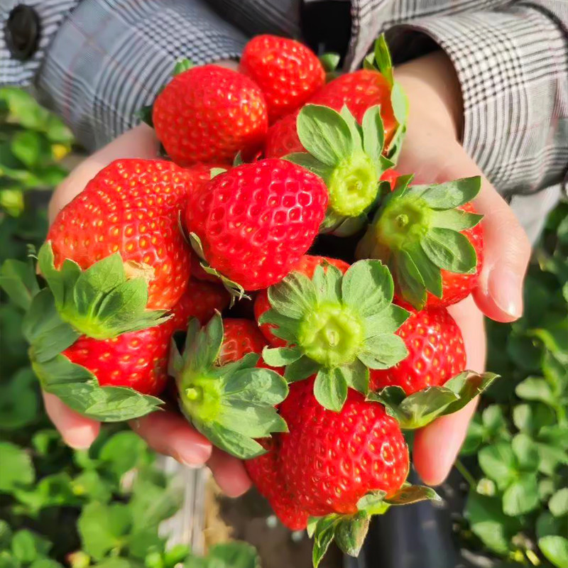 大凉山露天草莓新鲜现摘现发当季孕妇水果非99奶油甜草莓商用包邮,水产肉类/新鲜蔬果/熟食,草莓,淘宝优惠券,粉丝福利购,淘宝优惠卷