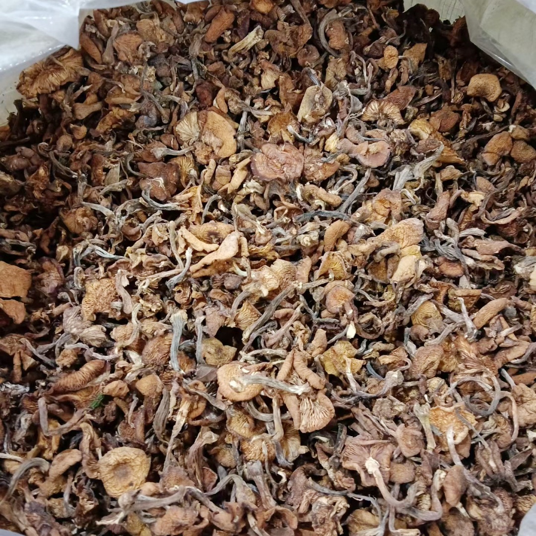 新货东北特产小兴安岭野生榛蘑干250克-500克小鸡炖榛蘑东北名菜