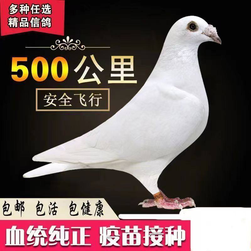鸽子活体一对原配信鸽种鸽血统成绩鸽观赏鸽小鸽活物幼鸽超远程鸽,宠物/宠物食品及用品,鸟,淘宝优惠券,粉丝福利购,淘宝优惠卷