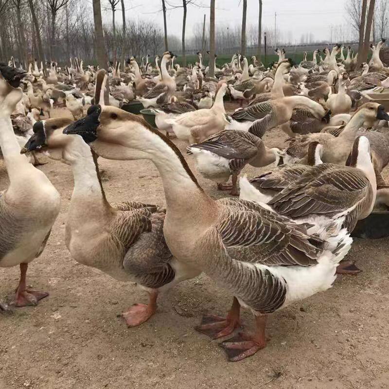 灰鹅雁鹅蛋正宗纯种灰羽百子鹅下蛋王种蛋受精蛋可孵化满12枚,宠物/宠物食品及用品,鸟,淘宝优惠券,粉丝福利购,淘宝优惠卷