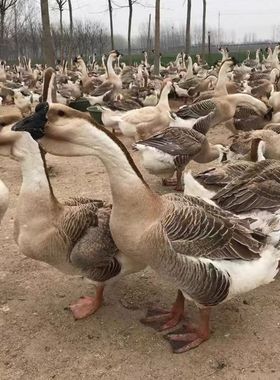 灰鹅雁鹅蛋正宗纯种灰羽百子鹅下蛋王种蛋受精蛋可孵化满12枚