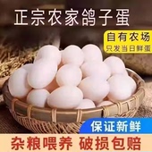 新鲜鸽子蛋初生农家五谷杂粮儿童散养信鸽鸽蛋孕妇宝宝正宗营养