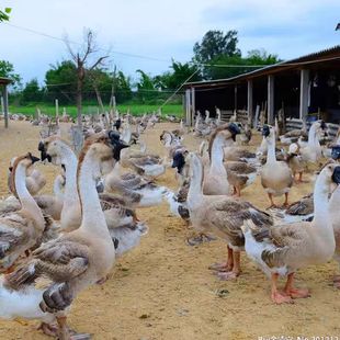 汕头新鲜散养大种白灰狮头鹅蛋受精蛋种蛋可孵化可食用蛋宠物鸡