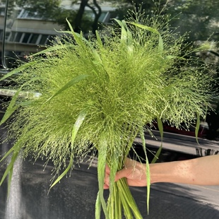 新鲜喷泉草鲜花云南直发鲜切花夏天水培绿植室内插花配草小野花