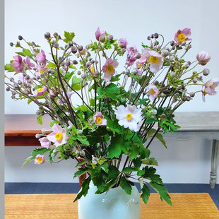野棉花日系银莲花鲜花野鹤仙子碗兰水培家用插花云南基地直发顺丰