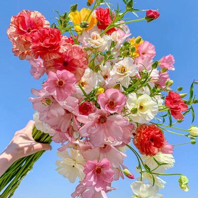 蝴蝶洋牡丹鲜切花室内水培花卉