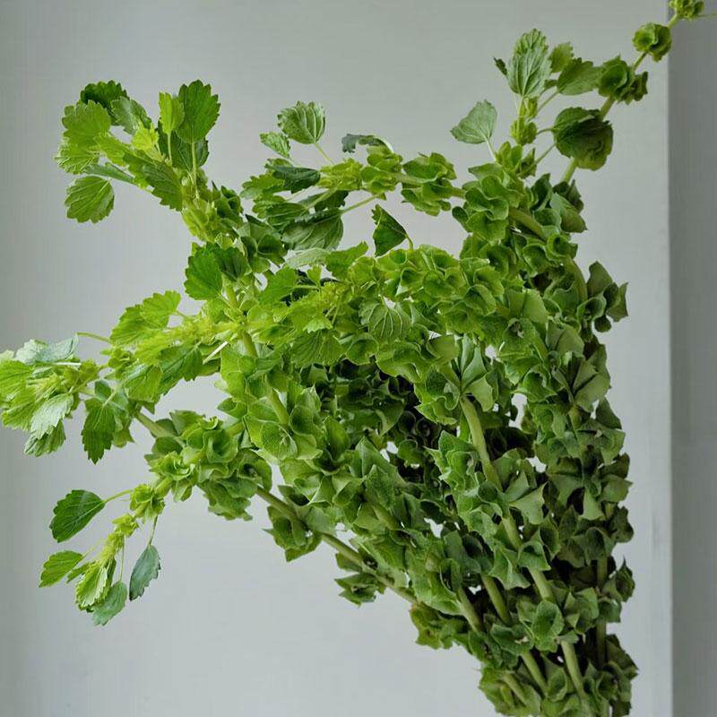 贝壳草鲜花水培植物家用插花婚庆花艺配花配草云南基地直发贝壳花