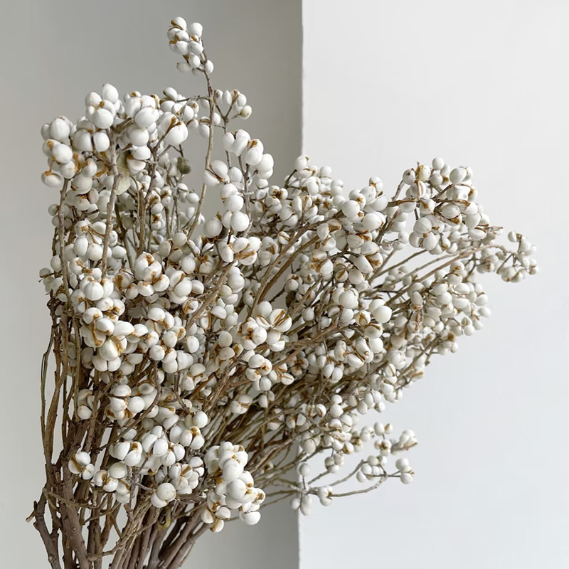 乌桕果小白果天然干花花束真花室内北欧风干果干枝桌面装饰插花