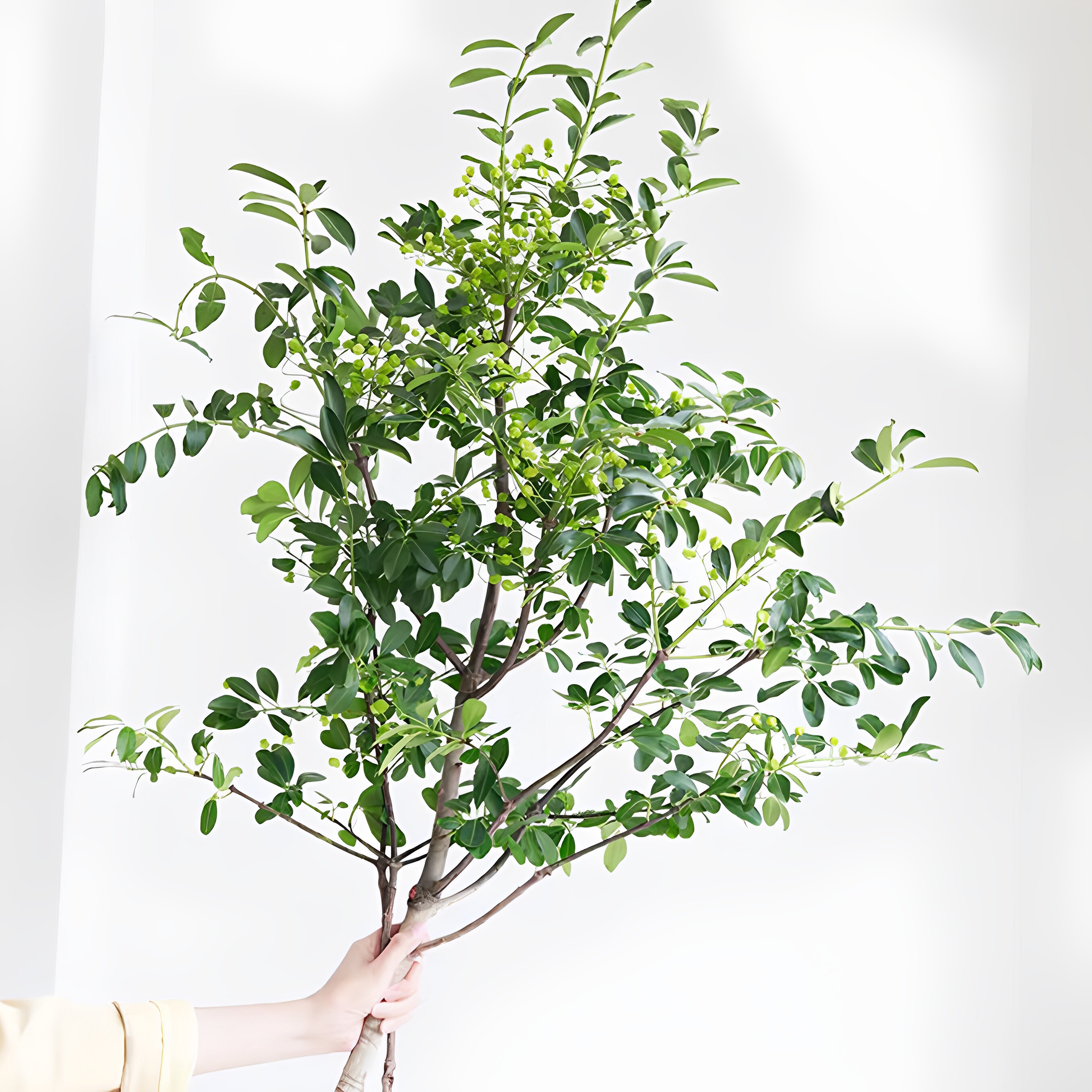 灯笼果鲜切枝新鲜绿植水培植物图片
