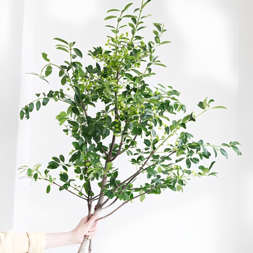 灯笼果鲜切枝新鲜绿植水培植物