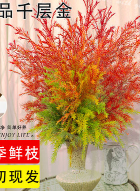 基地直采千层金鲜切花花期长顺丰