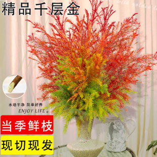 千层金鲜花水培植物黄金香柳鲜切花云南直发花期长家居装饰插花