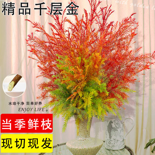 基地直采千层金鲜切花花期长顺丰