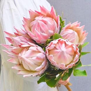 南非进口粉帝王花鲜切花花束皇后公主花室内水培家用插花针垫顺丰