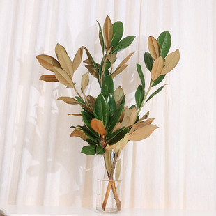 广玉兰叶鲜切枝条干养绿植水培室内客厅插瓶云南基地直发植物顺丰
