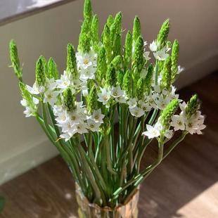 雀梅鲜花白色圣心百合鲜切花云南直发家用办公室插花室内水培顺丰