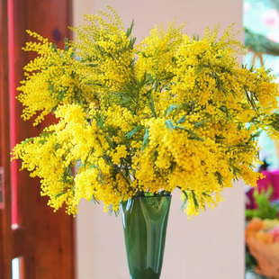 细叶金合欢鲜花水培插花圣诞节装饰花材云南基地直发可做干花顺丰