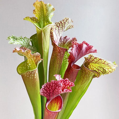 瓶子草鲜花小众稀有花材水培插花