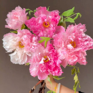 牡丹花鲜切花室内水培植物家用插花云南基地直发雪映桃花芍药顺丰