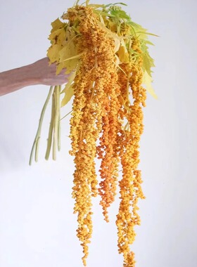 吊米花柔丽丝鲜花云南基地直发鲜切花室内新鲜插花绿色情人泪花束