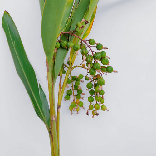 砂仁果鲜花水培插花艳山姜玉桃
