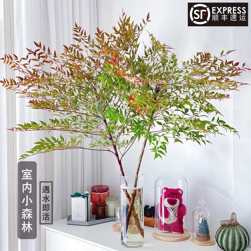 绿植南天竹水养鲜切枝条南天竺云南直发水培植物插花马醉木真树