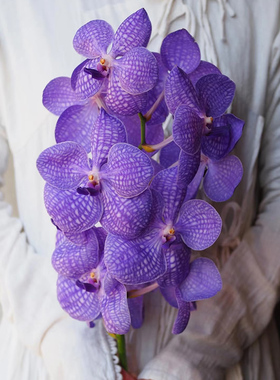 胡姬花鲜花室内水培花卉客厅家用插花装饰紫色兰花礼物云南直发