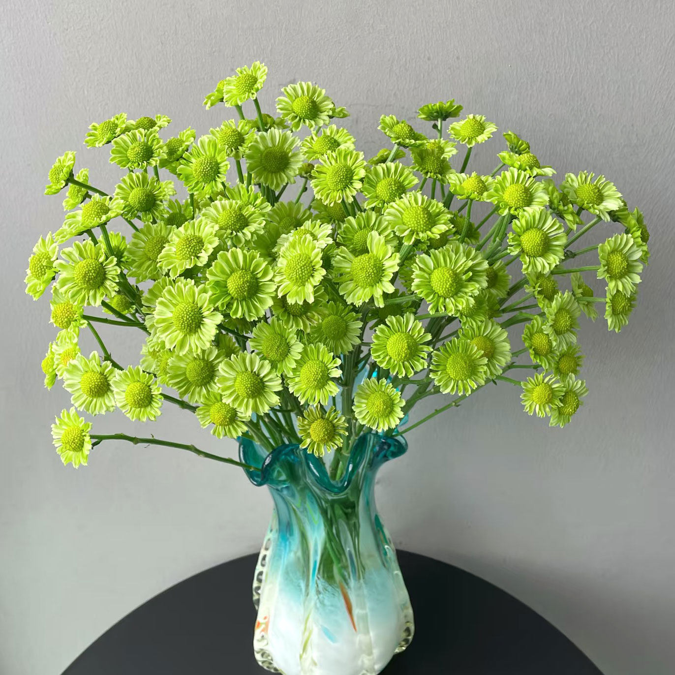 绿精灵抹茶绿小雏菊鲜花室内水培植物家用插花绿色小菊花云南直发