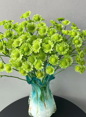 绿精灵抹茶绿小雏菊鲜花室内水培植物家用插花绿色小菊花云南直发