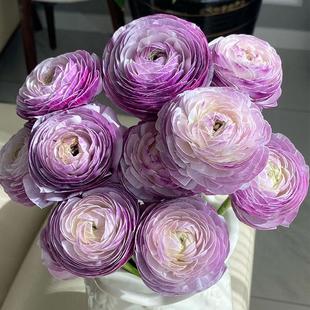 成功大头洋牡丹鲜花洋葱紫鲜切花家用插花水培花卉云南基地直发